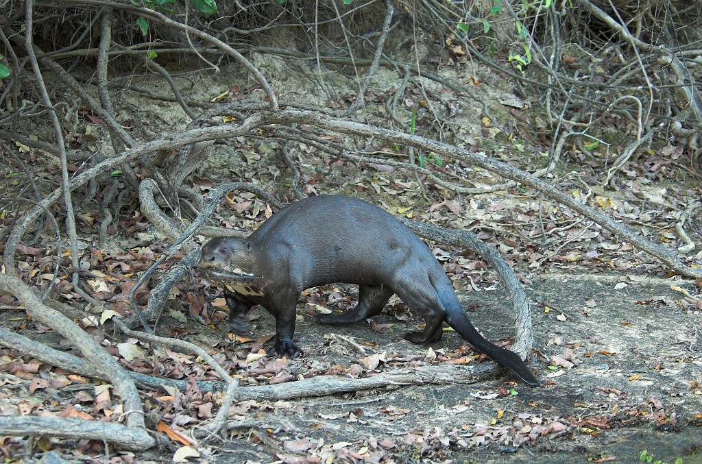 Giant Otter06-01.jpg - Giant Otter (Pteronura brasiliensis), Transpantaneria Brazil 2005